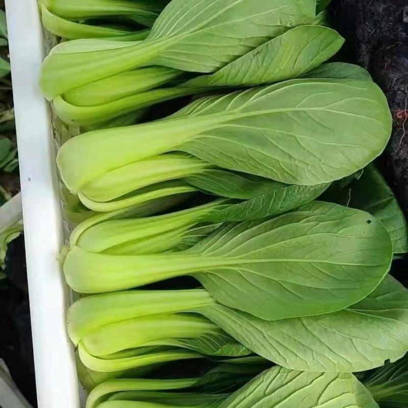精品唐菜上海青新开园