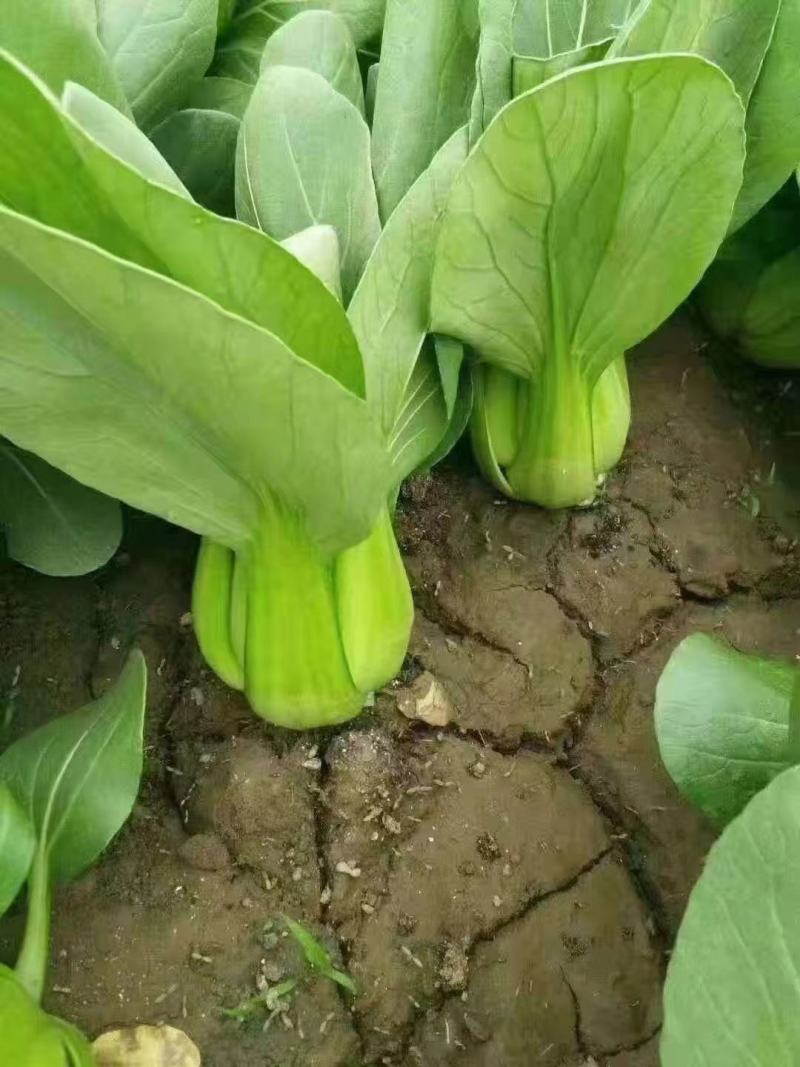 精品唐菜上海青新开园