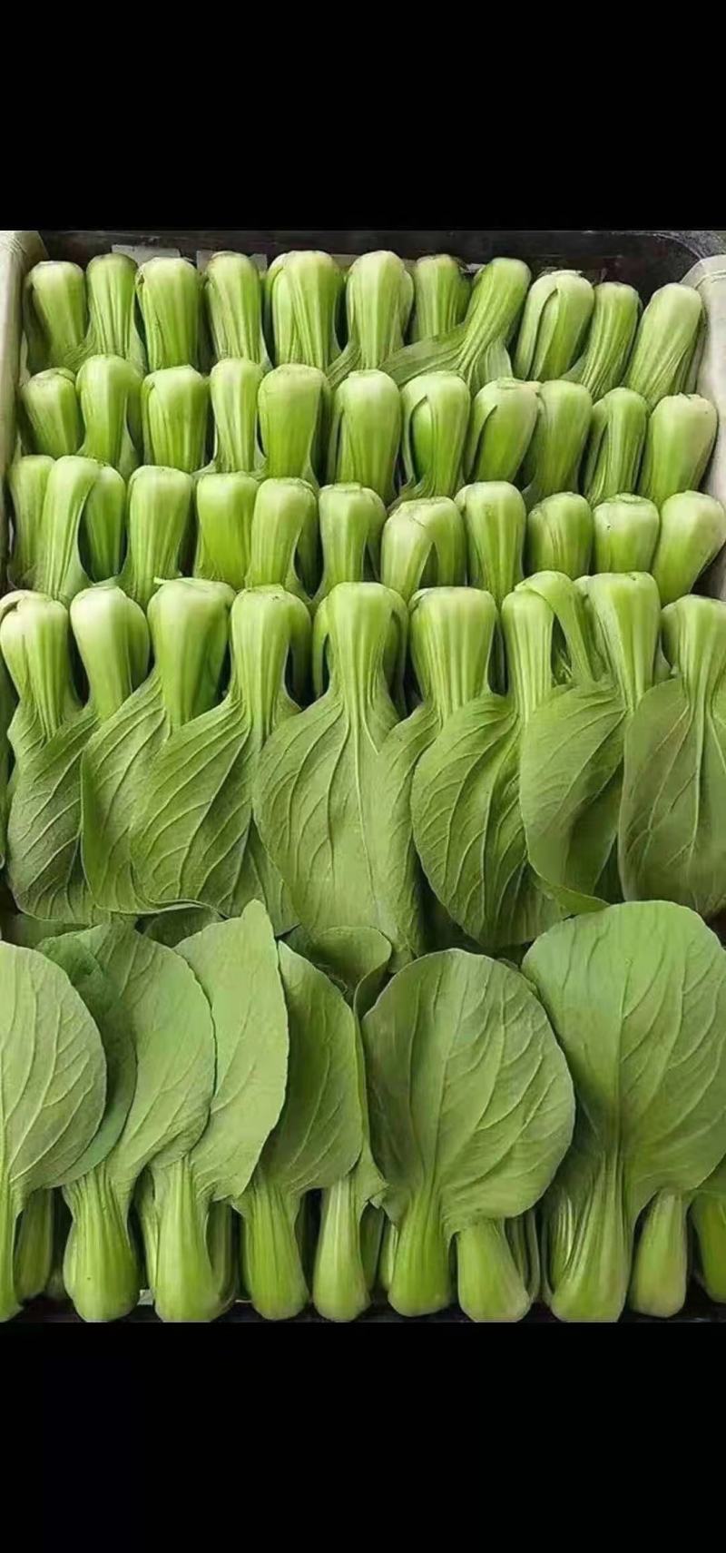 精品唐菜上海青新开园