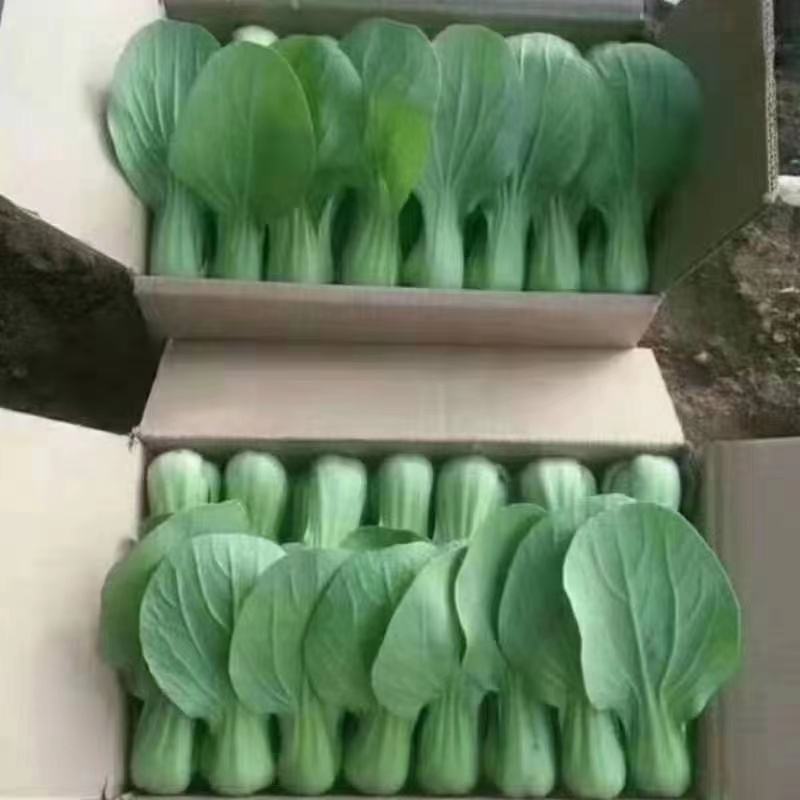 精品唐菜上海青新开园