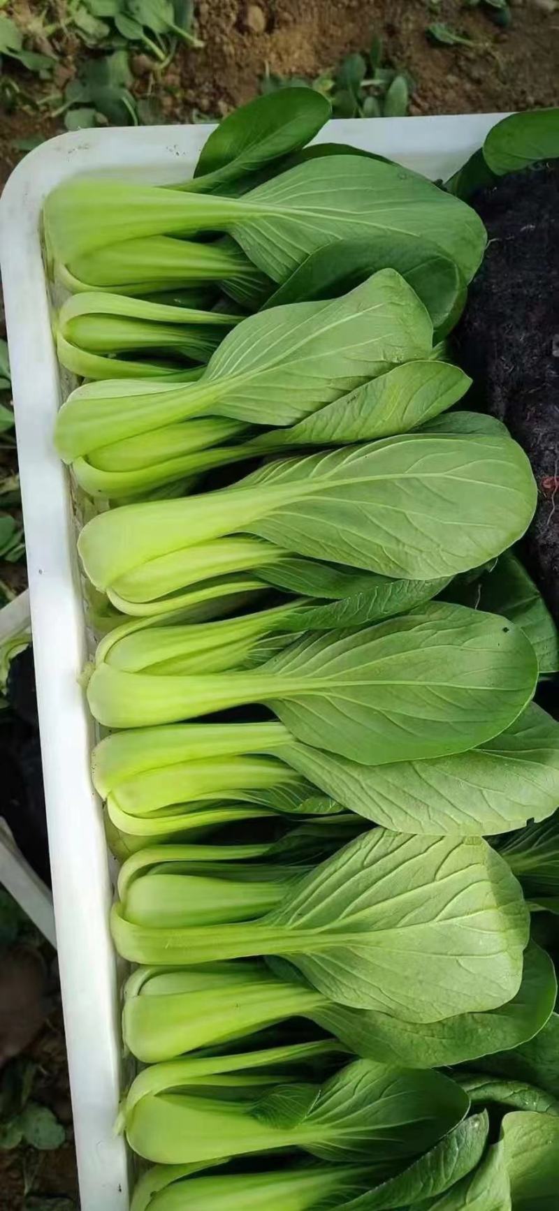 精品唐菜上海青新开园