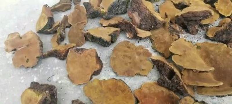 桑黄野生岩桑黄颜色好漂亮需要的赶紧联系
