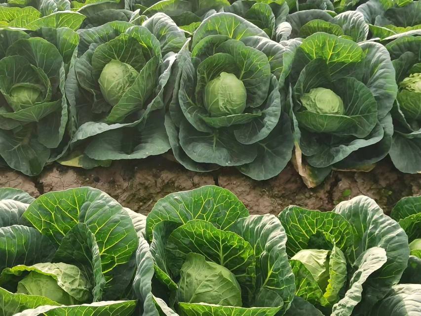 中甘甘蓝丰收场景图