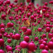 千日红种子草花种子百日红种子火球花种子千日紫粉白种子观花