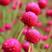 千日红种子草花种子百日红种子火球花种子千日紫粉白种子观花