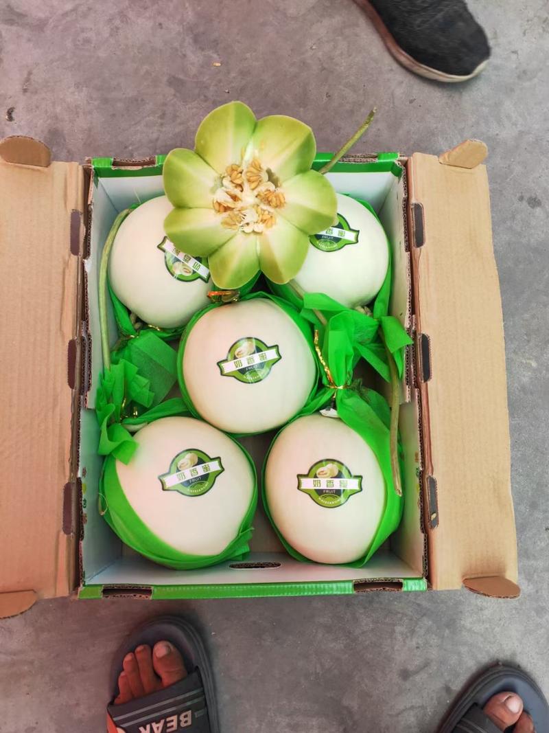 【实力】海南玉菇甜瓜-可供应商超-量大从优-保质保量