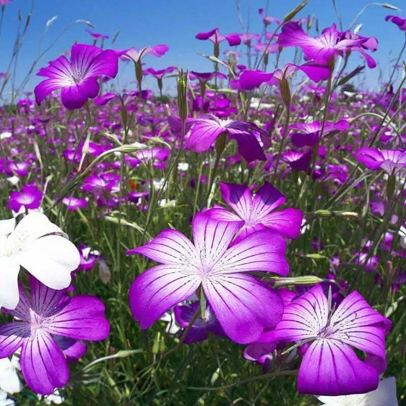 麦仙翁种子别名麦毒草花期长四季播种花坛花境庭院景观花卉