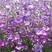 麦仙翁种子别名麦毒草花期长四季播种花坛花境庭院景观花卉