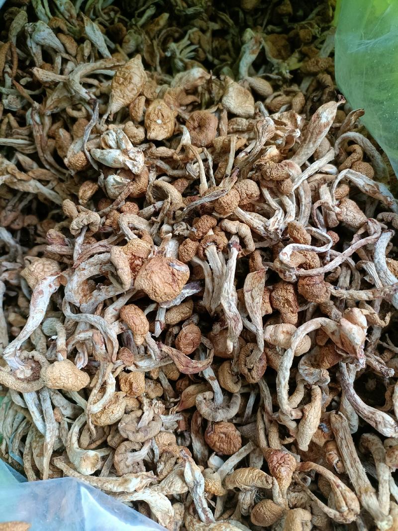 滑子蘑，滑子菇头茬干货，一手货源，质量好，价格优电联