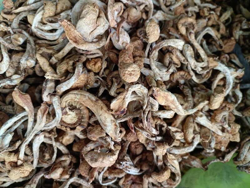 滑子蘑，滑子菇头茬干货，一手货源，质量好，价格优电联