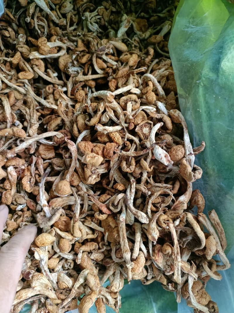 滑子蘑，滑子菇头茬干货，一手货源，质量好，价格优电联