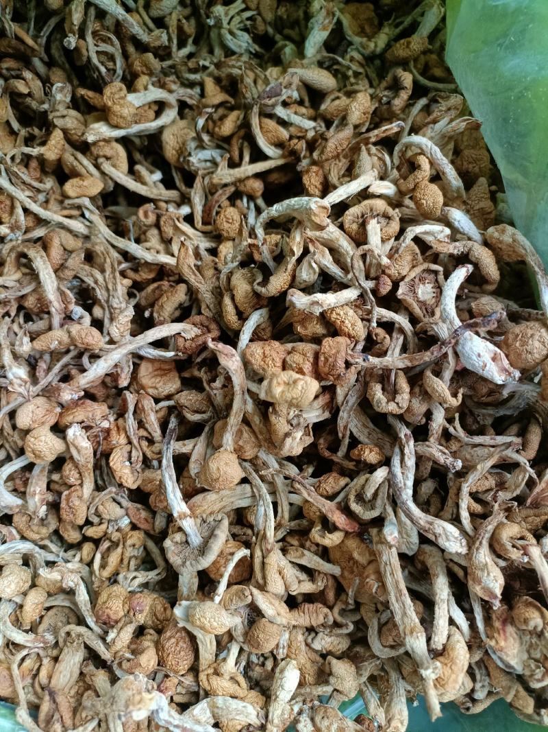 滑子蘑，滑子菇头茬干货，一手货源，质量好，价格优电联