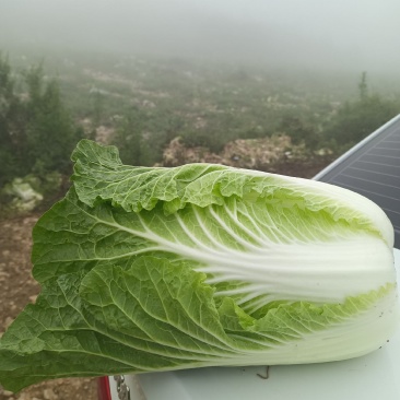 泸西大白菜