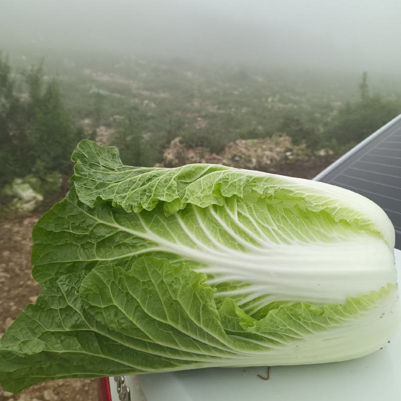 泸西大白菜