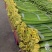 山东丝瓜，鲜花丝瓜，量大质优，代发全国，