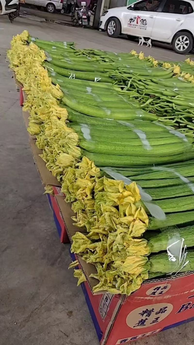 山东丝瓜，鲜花丝瓜，量大质优，代发全国，