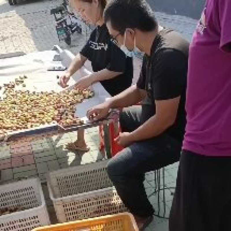 沧州金丝小枣