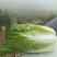 泸西大白菜