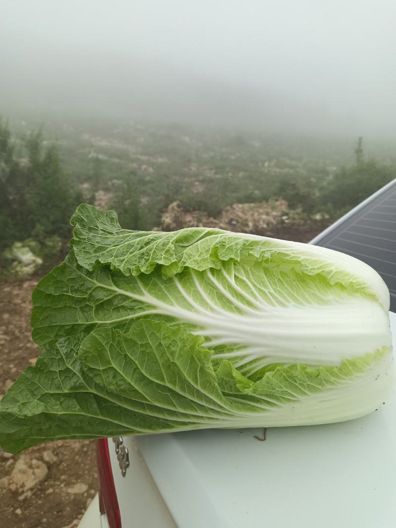 泸西大白菜