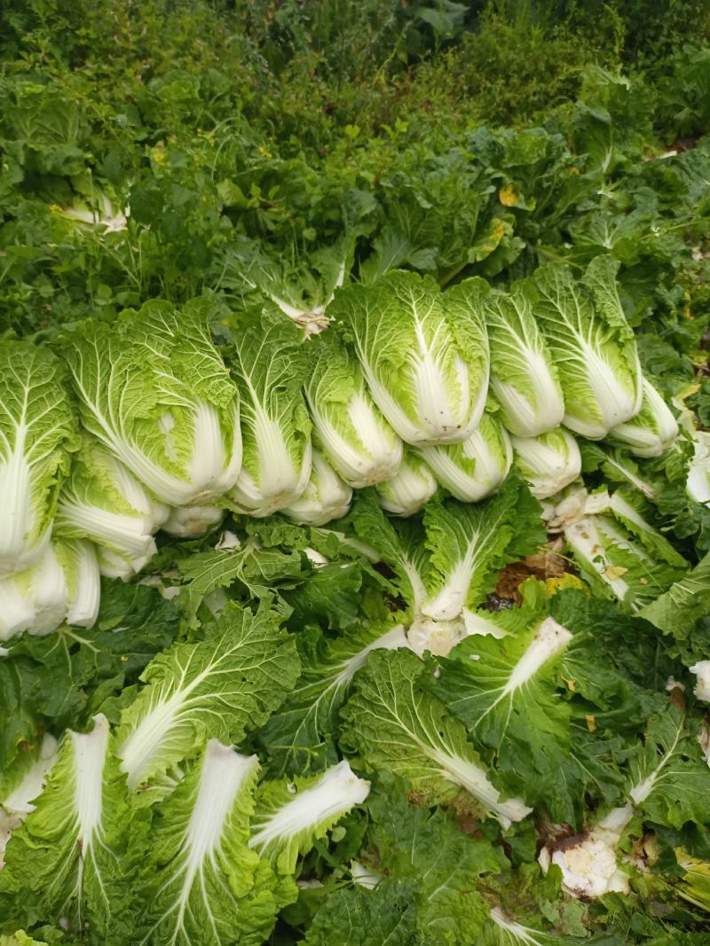 泸西大白菜