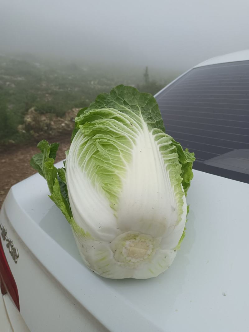 泸西大白菜