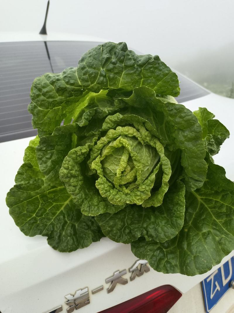 泸西大白菜
