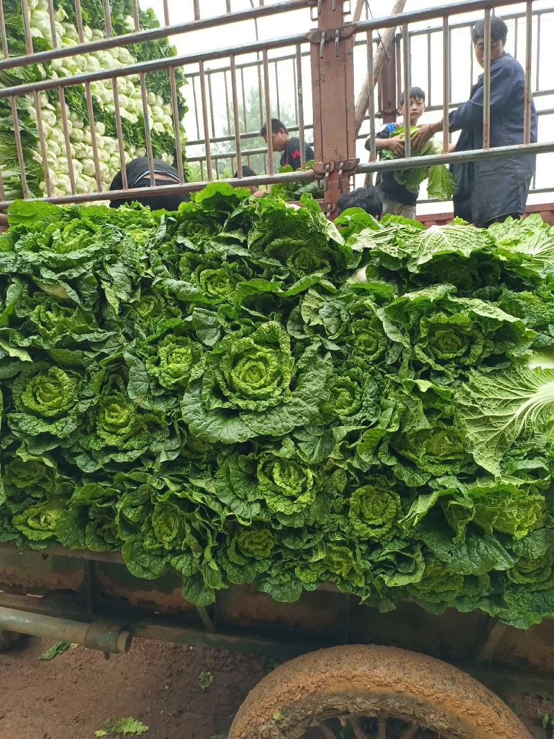泸西大白菜