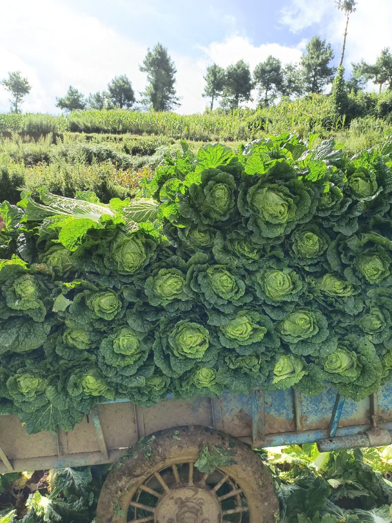 泸西大白菜