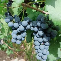 赤霞珠#酿酒葡萄#红酒原料之一，我们是种植供应，没有中间