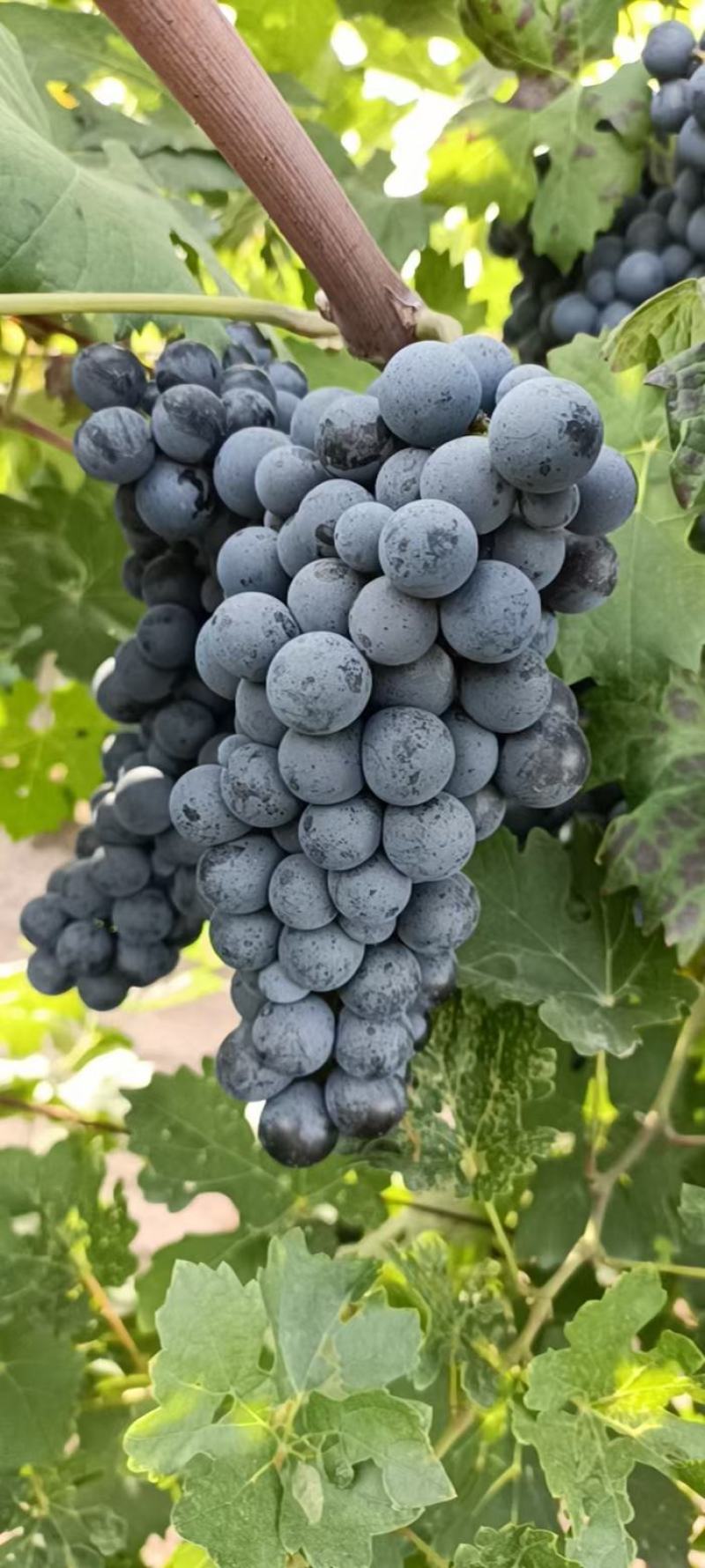 赤霞珠#酿酒葡萄#红酒原料之一，我们是种植供应，没有中间