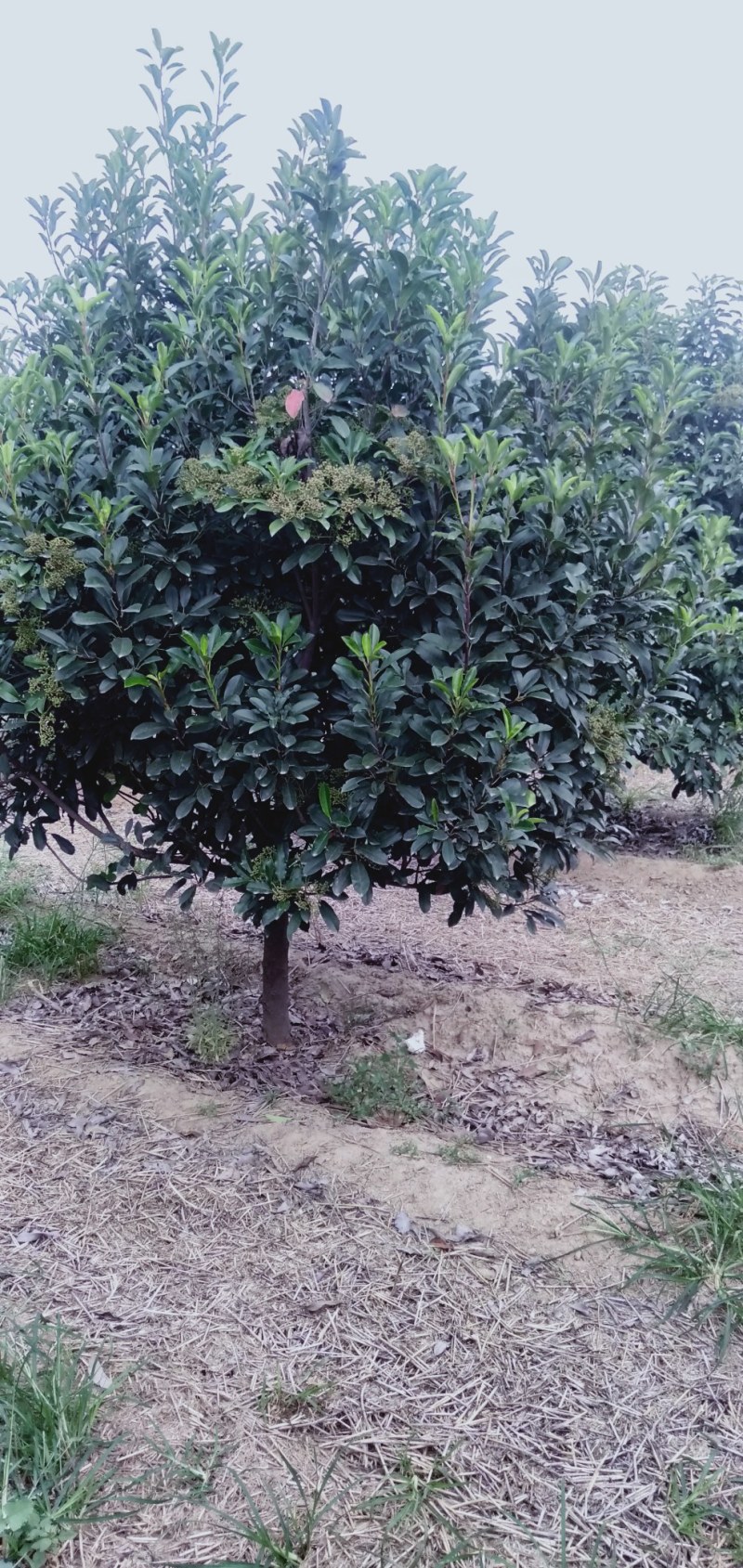 精品中华石楠