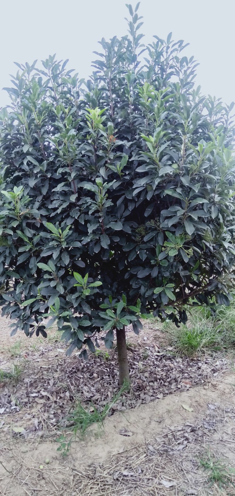 精品中华石楠