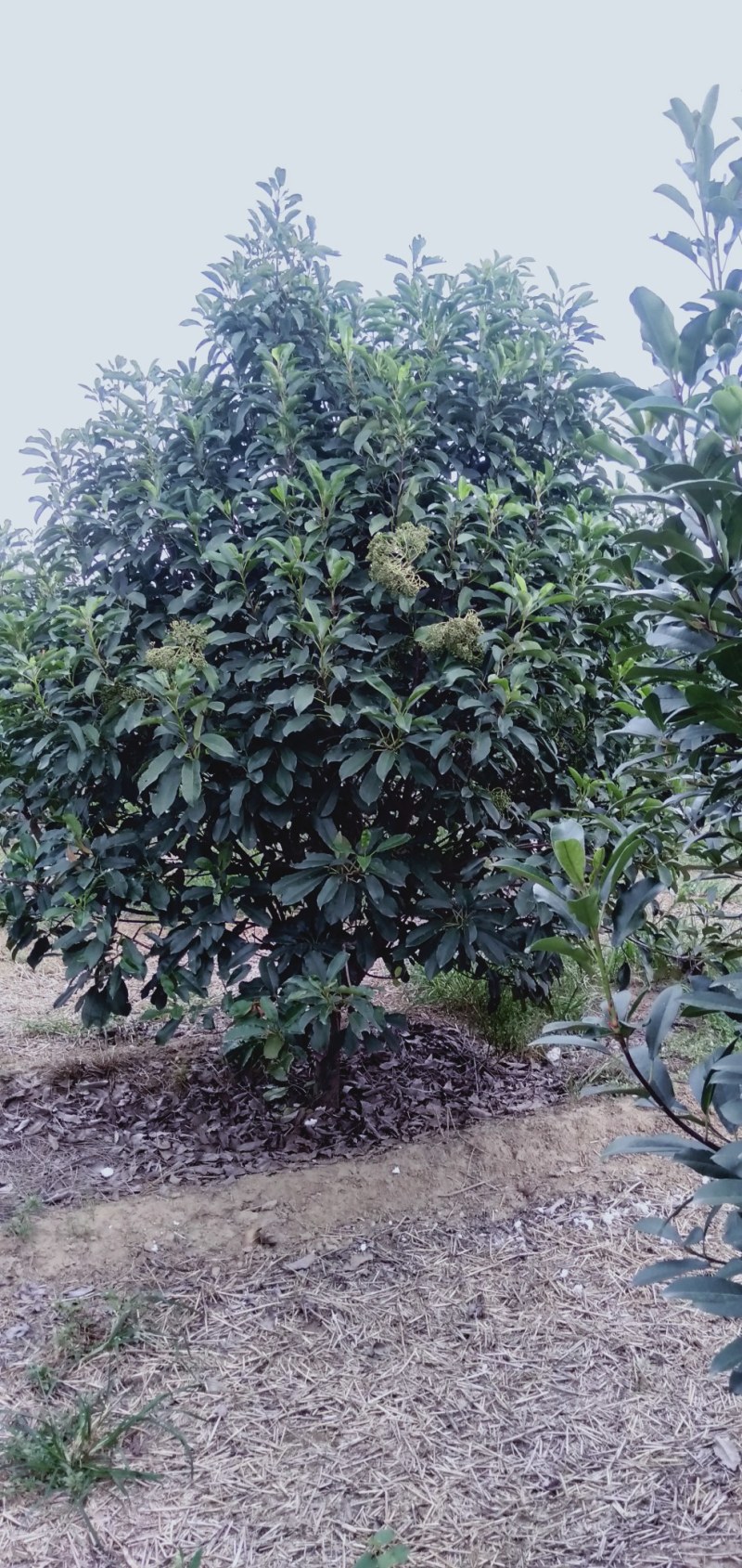 精品中华石楠
