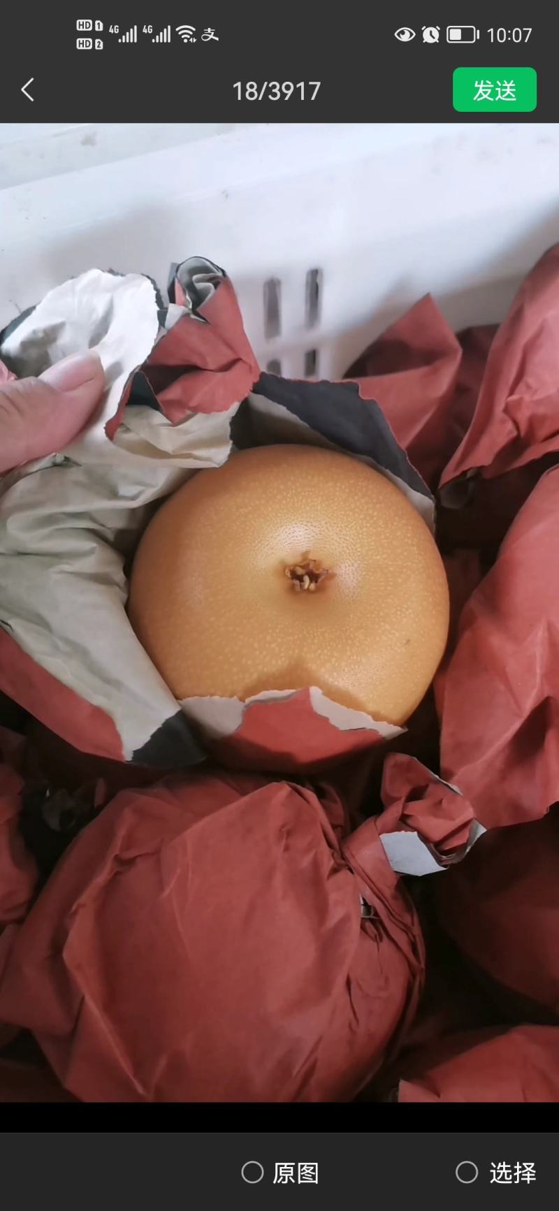 秋月梨，清甜无渣
