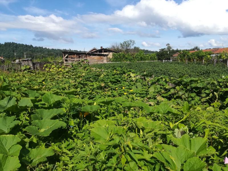 云南保山老金韩密本南瓜2号山地种植黄心大瓜