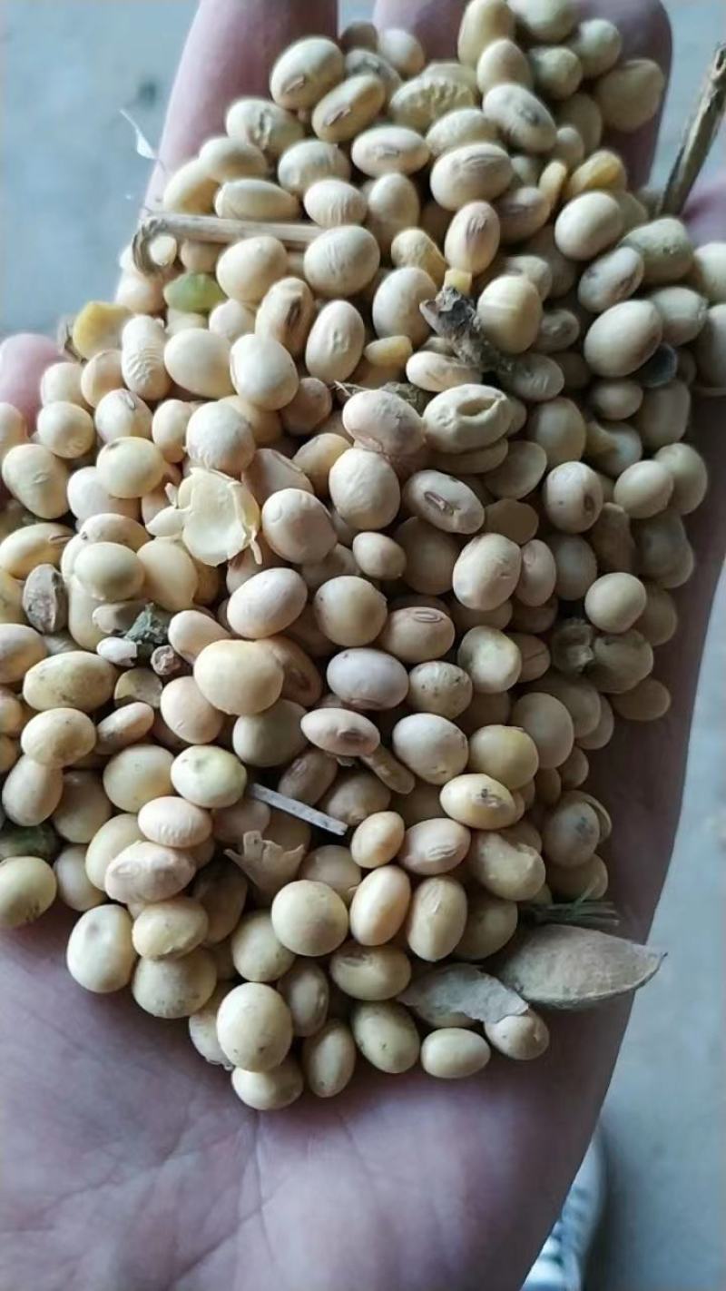 湖北早熟豆子质量很好蛋白含量高45/48蛋白