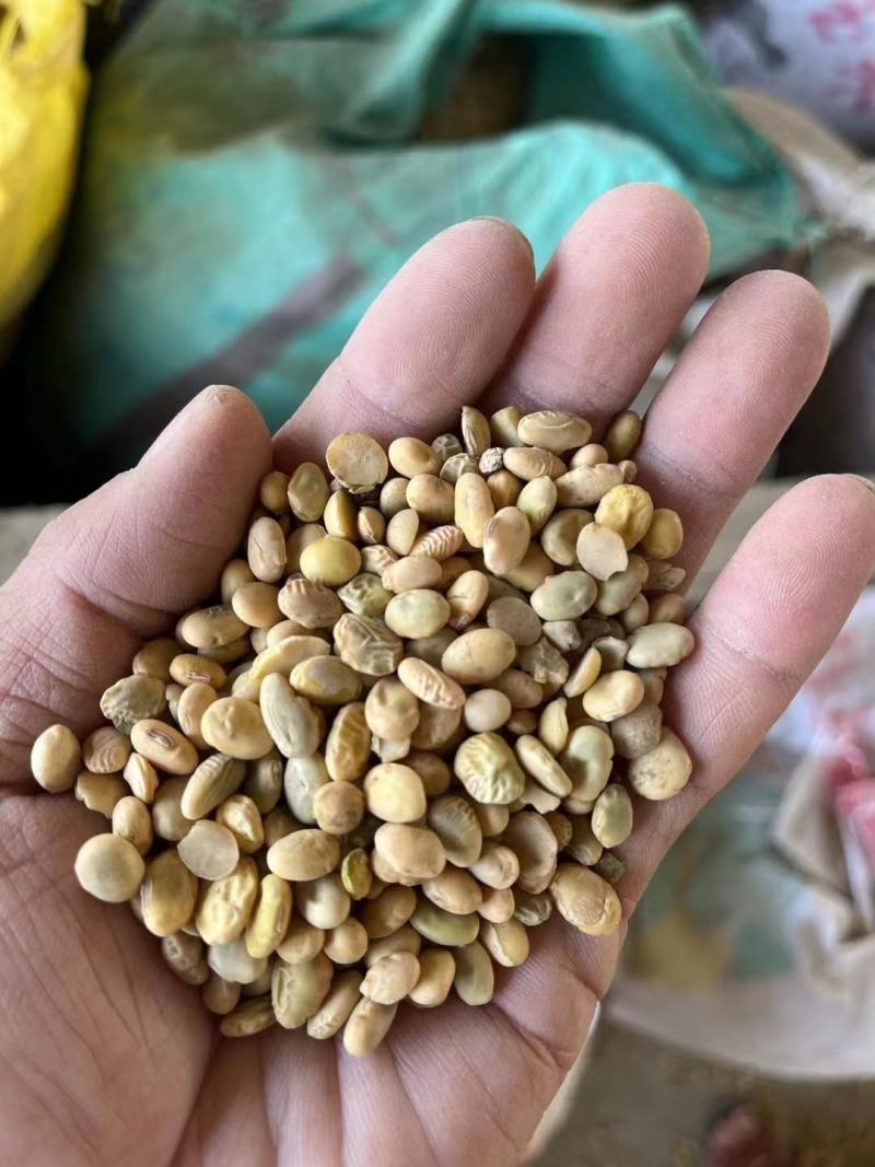 湖北早熟豆子质量很好蛋白含量高45/48蛋白