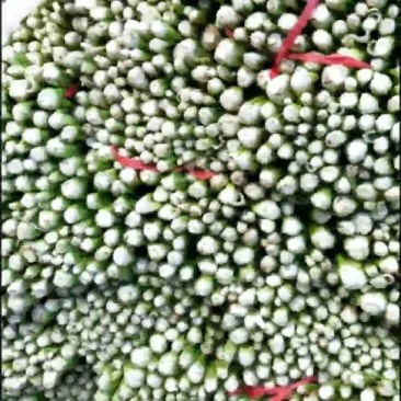 美国西芹，中细棵