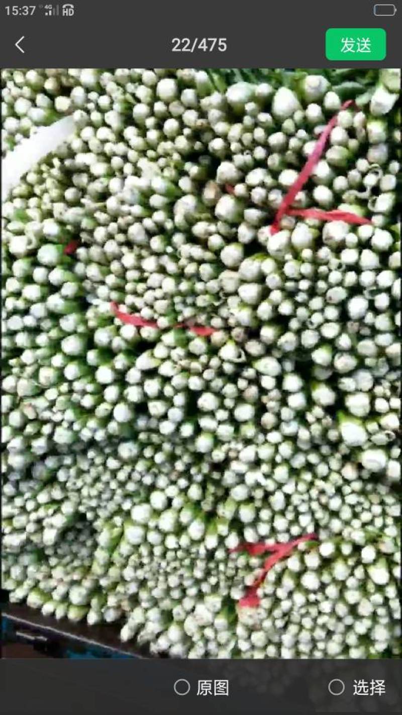 美国西芹，中细棵