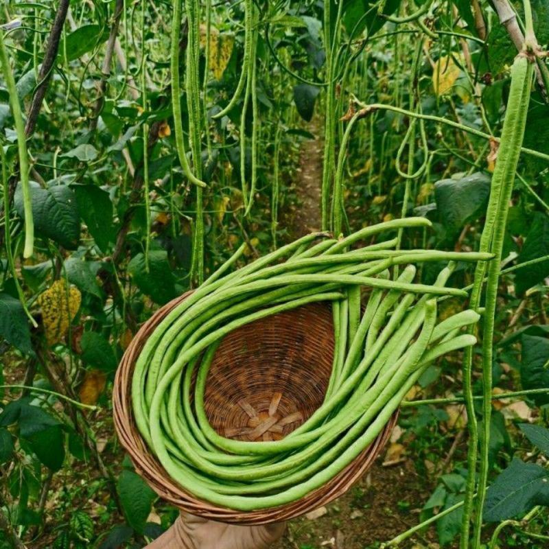 新鲜豇豆长豆角新鲜农家蔬菜自种当季现摘时令蔬菜新鲜菜豆酸