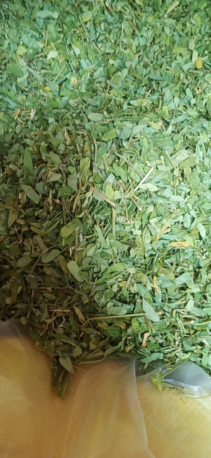 广西金秀大瑶山特产鸡骨草，喝了一口，回味无穷