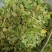 广西金秀大瑶山特产鸡骨草，喝了一口，回味无穷