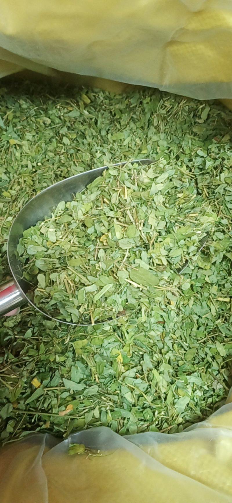 广西金秀大瑶山特产鸡骨草，喝了一口，回味无穷
