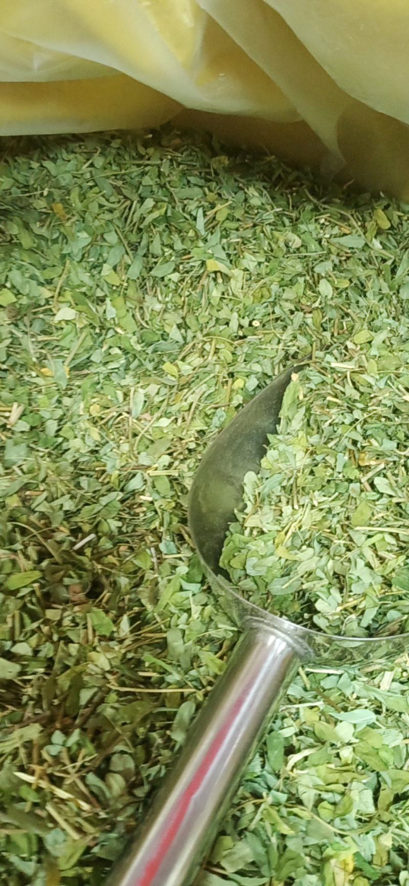 广西金秀大瑶山特产鸡骨草，喝了一口，回味无穷