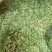 广西金秀大瑶山特产鸡骨草，喝了一口，回味无穷