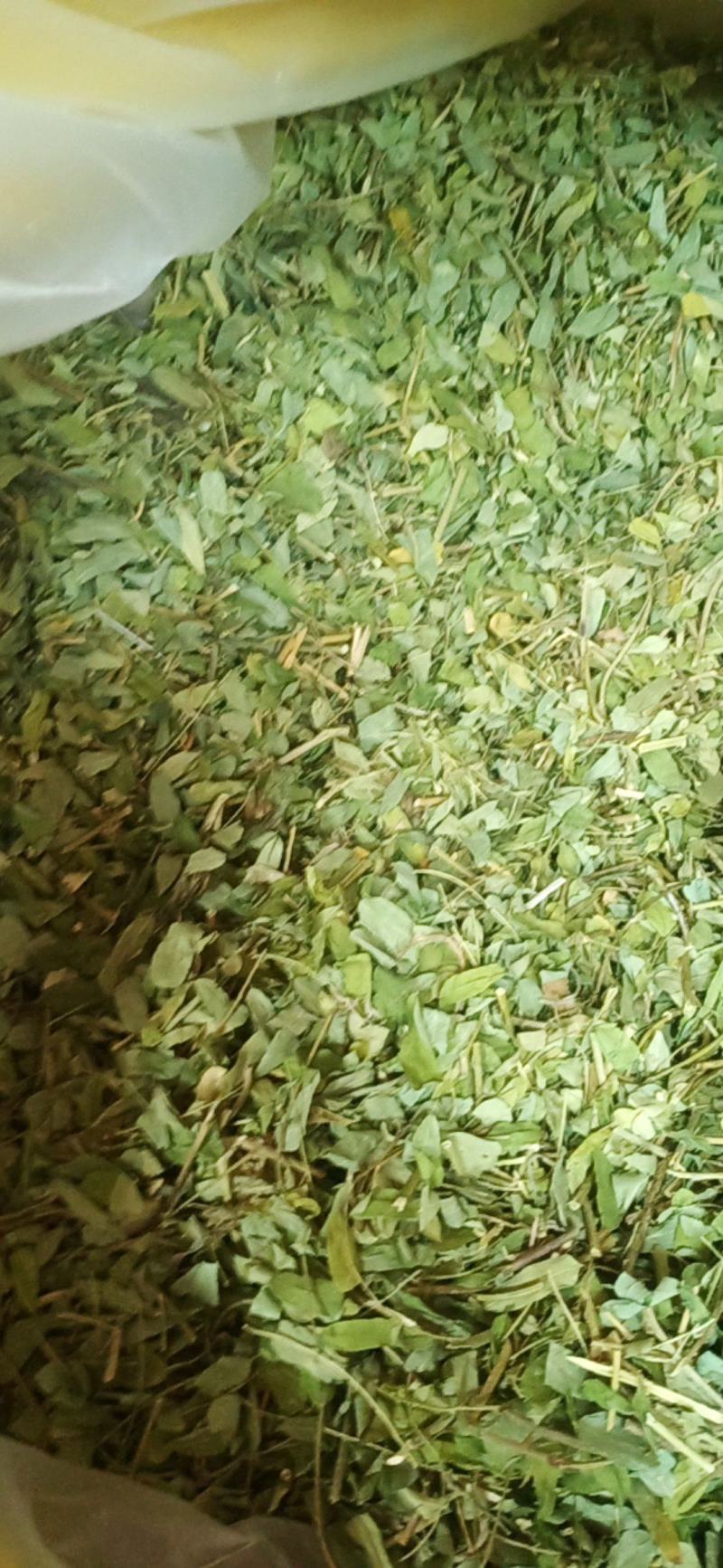 广西金秀大瑶山特产鸡骨草，喝了一口，回味无穷