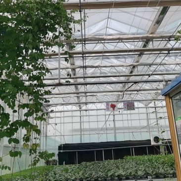 供应各种联动大棚花卉双拱保温棚玻璃联动棚