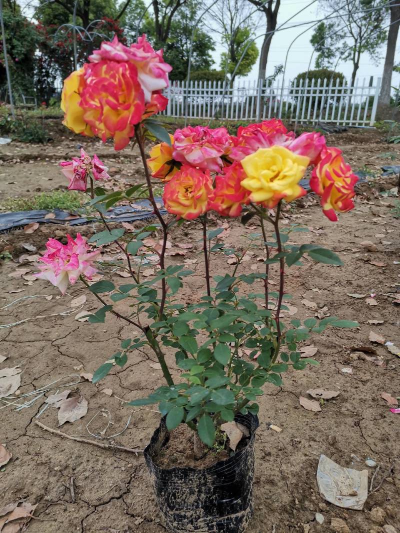 丰花月季，聚花月季，品种多，花色丰富多彩