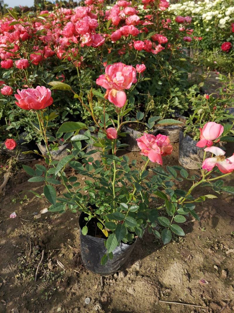 丰花月季，聚花月季，品种多，花色丰富多彩