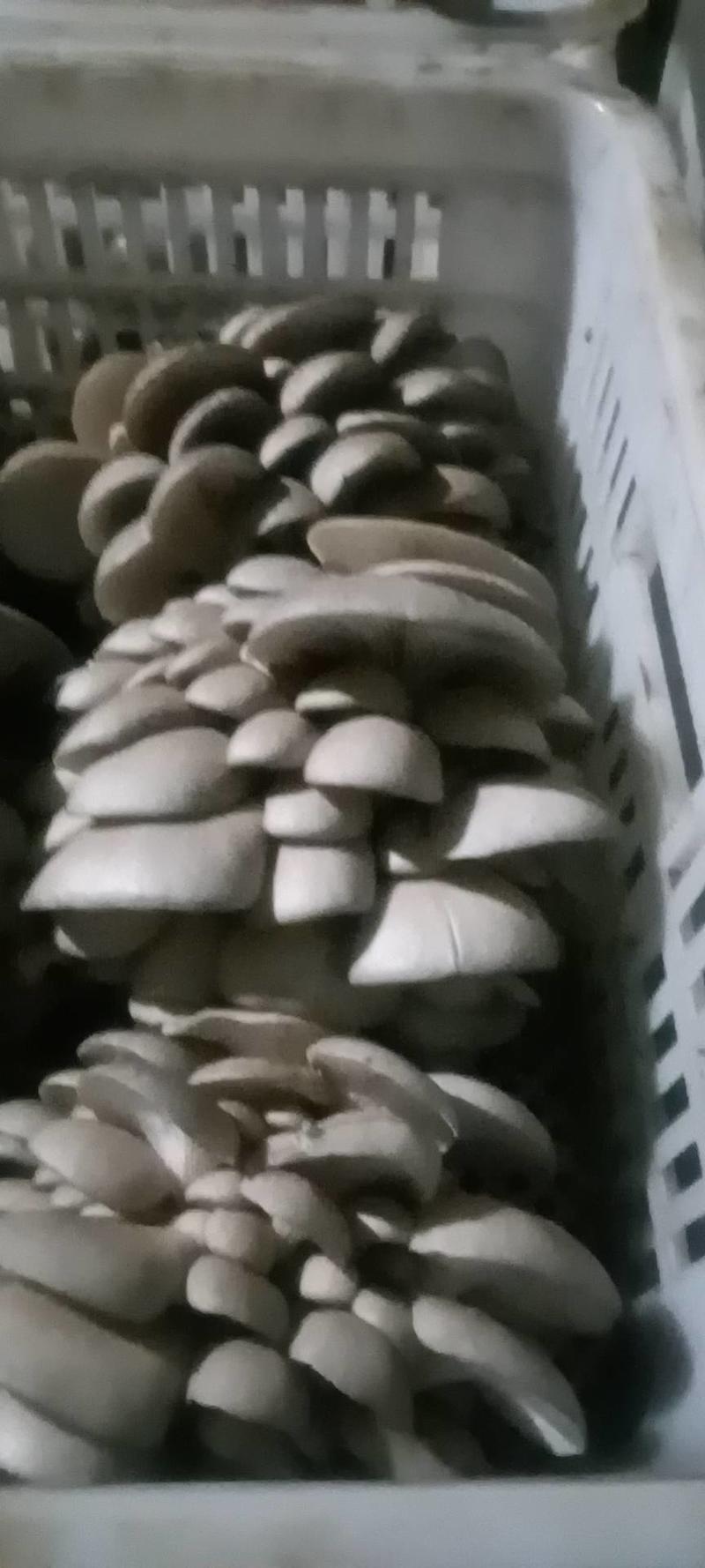 精品平菇蘑菇大量有货了，有需求的老板联系，洽谈合作